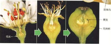 子房 成長|【高校生物】「果実の形成」 